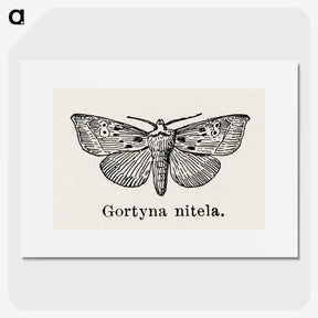 1-83_Moths-and-Butterflies-of-the-United-States_picture