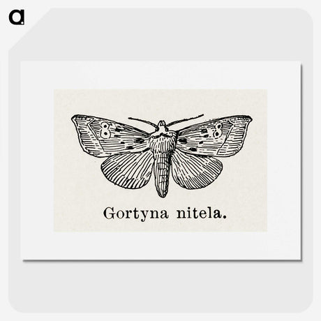 1-83_Moths-and-Butterflies-of-the-United-States_picture