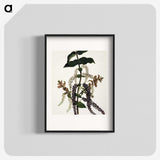1-83_Native-Flowering-Plants-of-New-Zealand_blk
