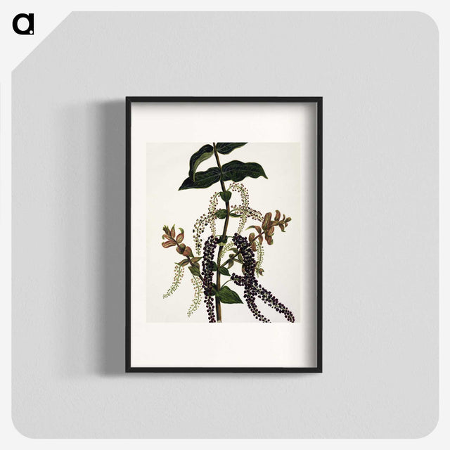 1-83_Native-Flowering-Plants-of-New-Zealand_blk