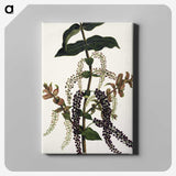1-83_Native-Flowering-Plants-of-New-Zealand_canvas