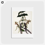 1-83_Native-Flowering-Plants-of-New-Zealand_hagaki
