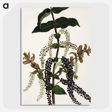 1-83_Native-Flowering-Plants-of-New-Zealand_picture-crop