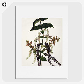 1-83_Native-Flowering-Plants-of-New-Zealand_picture