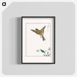 アートポスター-Japanese Water-Pipit and Viola
 - 鳥類図鑑 Poster.