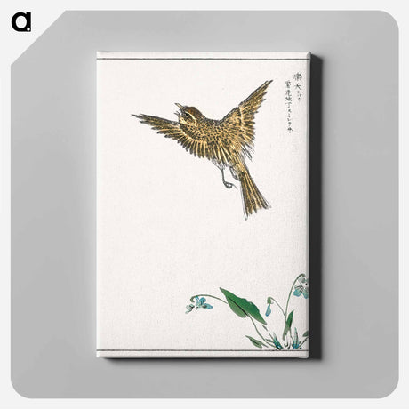 アートパネル-Japanese Water-Pipit and Viola
 - 鳥類図鑑 Canvas.
