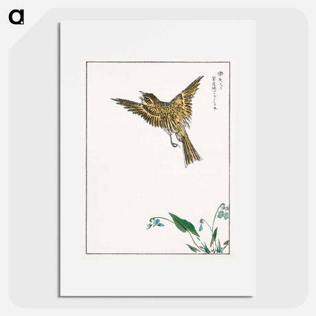 アートポスター-Japanese Water-Pipit and Viola
 - 鳥類図鑑 Poster.