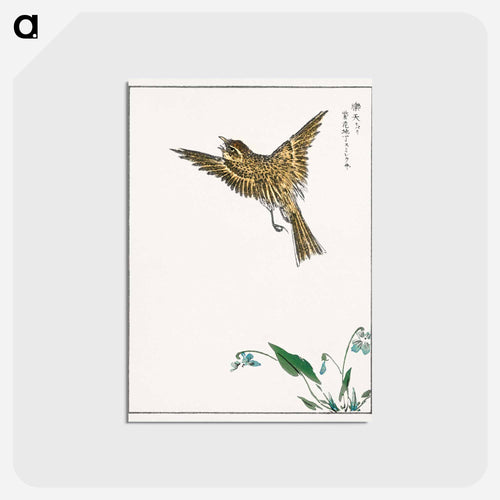 Japanese Water-Pipit and Viola
 - 鳥類図鑑 Postcard.