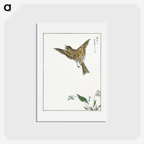 1-83_Pictorial-Monograph-of-Birds_hagaki