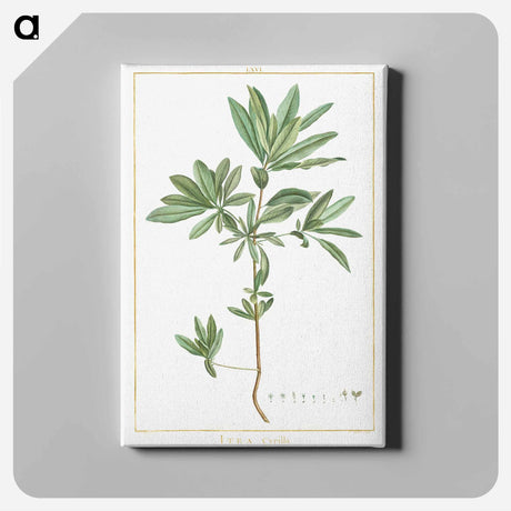 アートパネル-Itea Cyrilla - ピエール ジョゼフ ルドゥーテ Canvas.