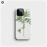 Itea Cyrilla - Pierre Joseph Redouté Phone Case.