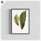 1-83_Plants-with-Colored-Foliage_blk-crop