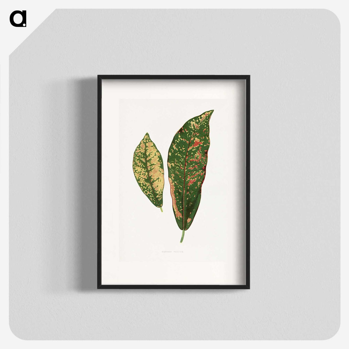 1-83_Plants-with-Colored-Foliage_blk