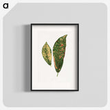 1-83_Plants-with-Colored-Foliage_blk