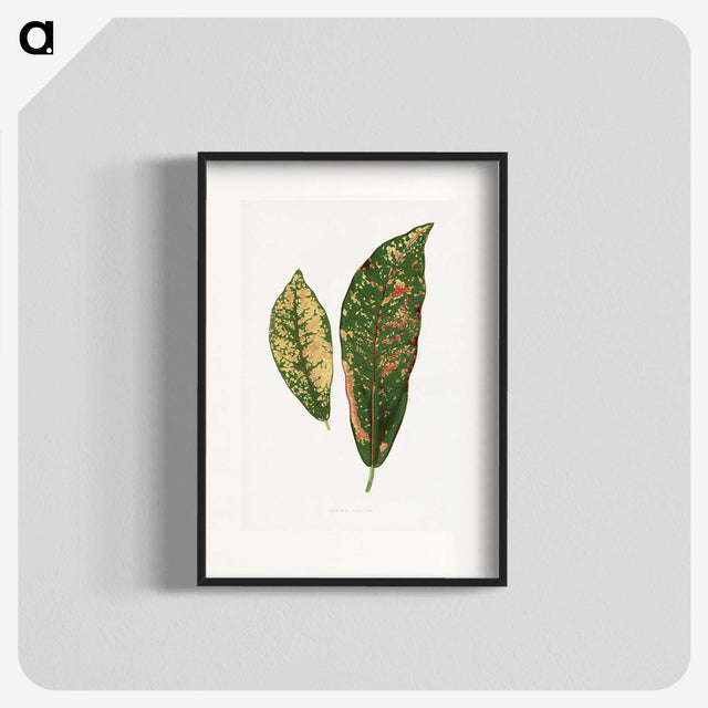1-83_Plants-with-Colored-Foliage_blk