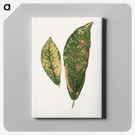 1-83_Plants-with-Colored-Foliage_canvas