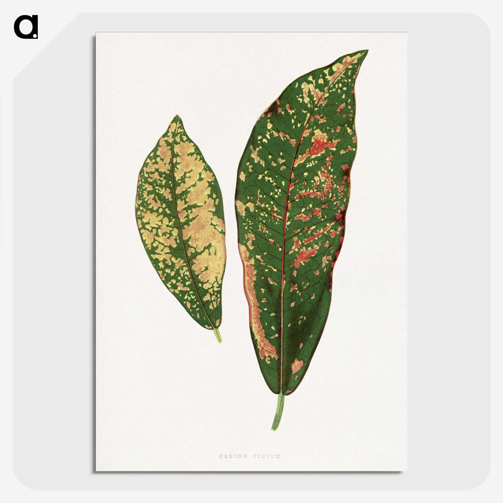 1-83_Plants-with-Colored-Foliage_picture-crop