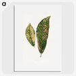 1-83_Plants-with-Colored-Foliage_picture