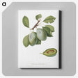 1-83_Pomona-Italiana_canvas