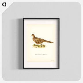 アートポスター-Pheasant
 - スヴェンスカ フォグラル Poster.