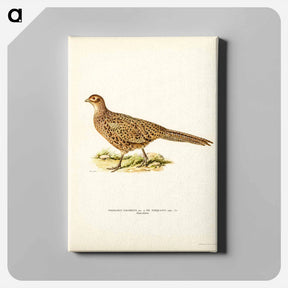アートパネル-Pheasant
 - スヴェンスカ フォグラル Canvas.