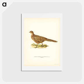 アートポストカード-Pheasant
 - スヴェンスカ フォグラル Postcard.