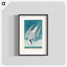 アートポスター-Arctic Tern from Birds of America
 - アメリカの鳥たち Poster.
