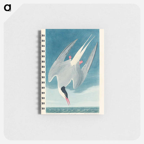アートメモ帳-Arctic Tern from Birds of America
 - アメリカの鳥たち Memo.