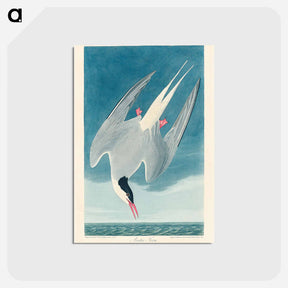 アートポストカード-Arctic Tern from Birds of America
 - アメリカの鳥たち Postcard.
