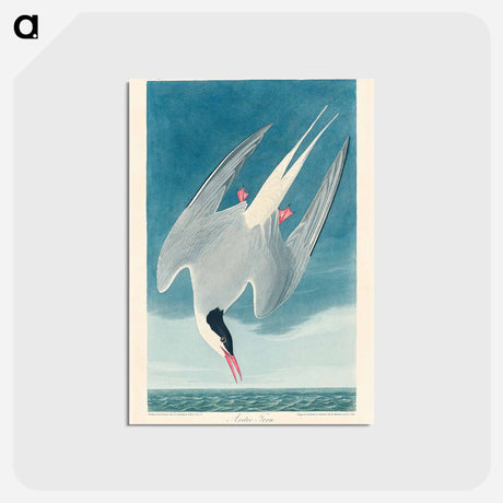 アートポストカード-Arctic Tern from Birds of America
 - アメリカの鳥たち Postcard.