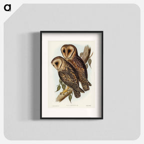 アートポスター-Masked Barn Owl
 - オーストラリアの鳥 Poster.