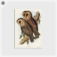 アートポストカード-Masked Barn Owl
 - オーストラリアの鳥 Postcard.