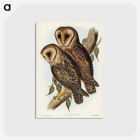 アートポストカード-Masked Barn Owl
 - オーストラリアの鳥 Postcard.