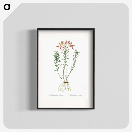 1-83_The-Lilies_blk