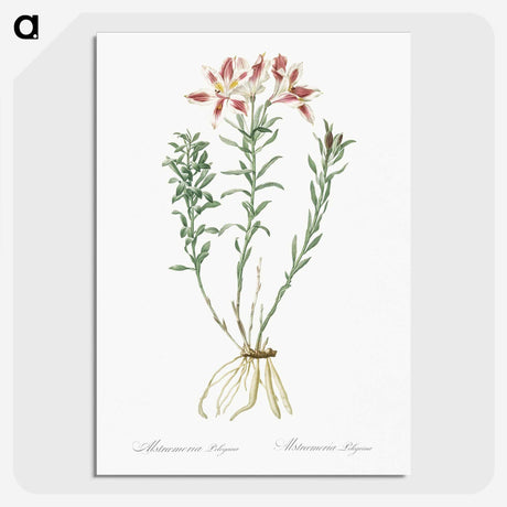 1-83_The-Lilies_picture-crop