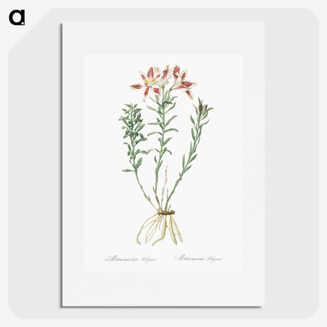 1-83_The-Lilies_picture