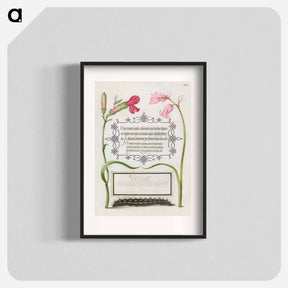 アートポスター-Imaginary Insect, Carnation, Bluebell, and Saturnid Caterpillar from Mira Calligraphiae Monumenta or The Model Book of Calligraphy
 - 書道のお手本 Poster.
