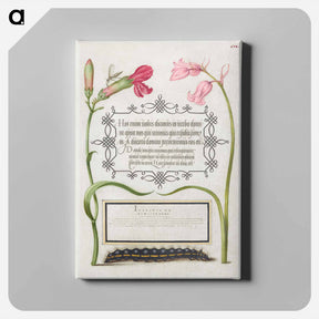 アートパネル-Imaginary Insect, Carnation, Bluebell, and Saturnid Caterpillar from Mira Calligraphiae Monumenta or The Model Book of Calligraphy
 - 書道のお手本 Canvas.