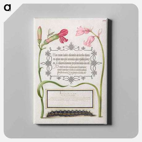 アートパネル-Imaginary Insect, Carnation, Bluebell, and Saturnid Caterpillar from Mira Calligraphiae Monumenta or The Model Book of Calligraphy
 - 書道のお手本 Canvas.