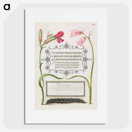 アートポスター-Imaginary Insect, Carnation, Bluebell, and Saturnid Caterpillar from Mira Calligraphiae Monumenta or The Model Book of Calligraphy
 - 書道のお手本 Poster.