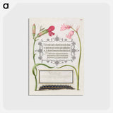 アートポストカード-Imaginary Insect, Carnation, Bluebell, and Saturnid Caterpillar from Mira Calligraphiae Monumenta or The Model Book of Calligraphy
 - 書道のお手本 Postcard.