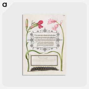 アートポストカード-Imaginary Insect, Carnation, Bluebell, and Saturnid Caterpillar from Mira Calligraphiae Monumenta or The Model Book of Calligraphy
 - 書道のお手本 Postcard.