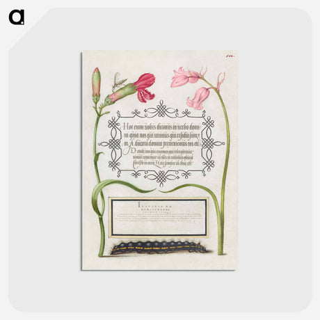 アートポストカード-Imaginary Insect, Carnation, Bluebell, and Saturnid Caterpillar from Mira Calligraphiae Monumenta or The Model Book of Calligraphy
 - 書道のお手本 Postcard.