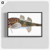 1-83_The-Natural-History-of-British-Fishes_blk-crop