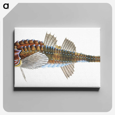 1-83_The-Natural-History-of-British-Fishes_canvas