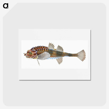 1-83_The-Natural-History-of-British-Fishes_hagaki