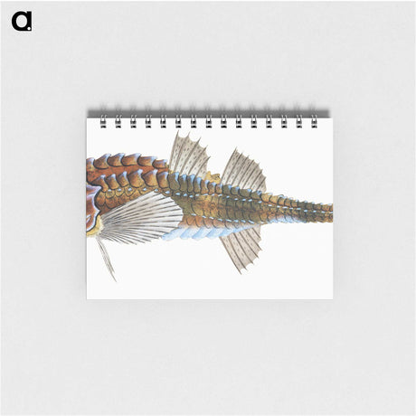 1-83_The-Natural-History-of-British-Fishes_memo