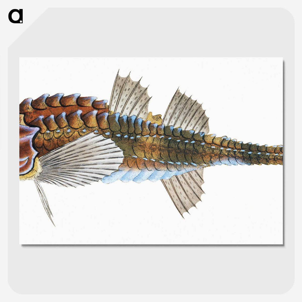 1-83_The-Natural-History-of-British-Fishes_picture-crop