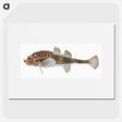 1-83_The-Natural-History-of-British-Fishes_picture