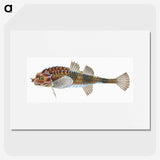 1-83_The-Natural-History-of-British-Fishes_picture